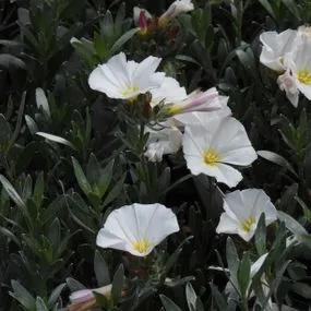 Silverbush Shrubby Bindweed Plants (Convolvulus cneorum) 3